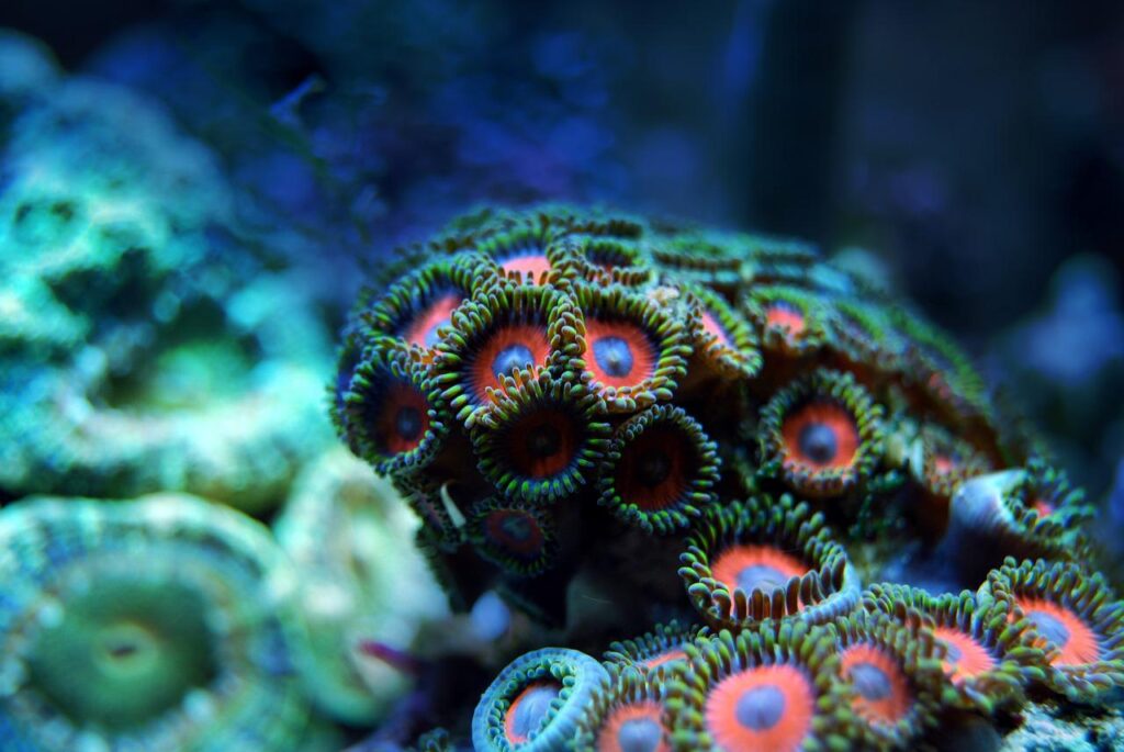 coral, reef, sea-2694453.jpg